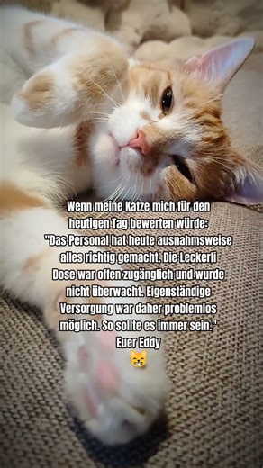 Alll🤣🤣 #katzenvideos #cat #katze #katzenliebhaber #tiere #funny #lustig #katzen #lachen