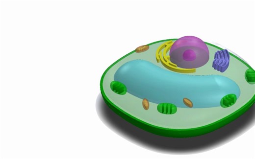 Vacuole Structure and Function __ Biology__ Cell Biology - YouTube