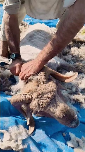 Traditional Sheep Shearing | Gujjar Bakarwal Tribal Culture 🐑