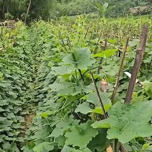 The child's father returns to force Man to file papers in court to gain custody of the child | Junni Bushcraft