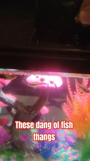dumb fish don't even add property value #funny #fish#aquarium #comedy #shorts#guppys