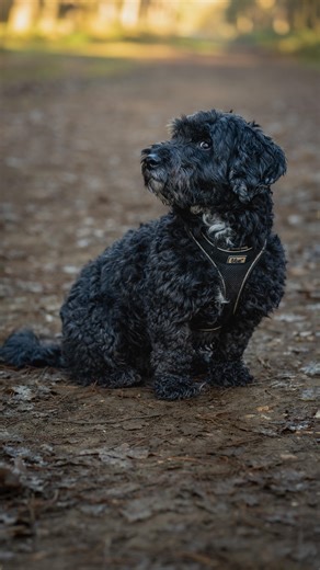 Jack Waghorn • Wolf Photographer on Instagram: "Meet Oscar the 8 year old Cockapoo x Jack Russel! Thank you Fitz! #cockapoo #jackrussel #dogphotography #dogphotographer #chilldog"