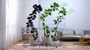 Bailikang 7.2ft Artificial Rubber Tree Faux Plants Indoor Faux Floor Artificial Trees Indoor,Fake Plant Fake Tropical Plants,Large Floor,Real Touch Rubber Tree for Home Decor