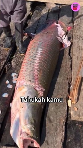 Ikan ini Memiliki Sisik Keras Seperti Batu‼️#shortvideo