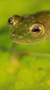 The glass frog: Close-up views of incredible see-through species