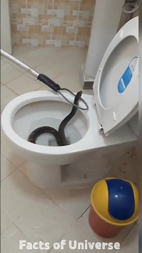 How did a mouse get in my toilet bowl?😨 #shorts