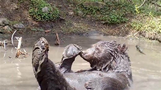 Bear cools off from heat in mud bath