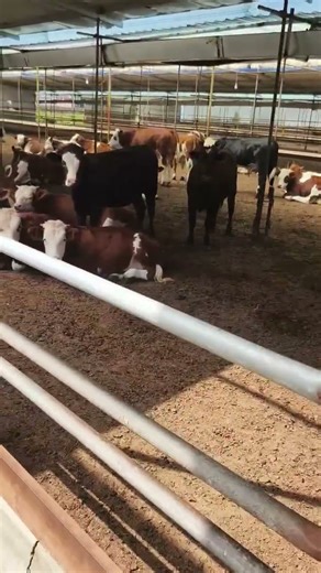 Stepping into the cattle farm, I realized that the seemingly mundane daily life of Simmental.