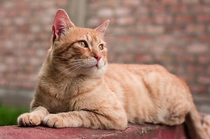 Dream About Witchcraft Cats