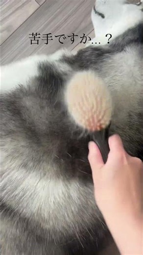 ブラッシング嫌いの犬が…まさかの反応😂🪄魔法のペットブラシ✨SHARR✨でとろける時間に💖 #dogs #cutedog #pets #sharmi #sharr #愛犬 #犬のいる生活