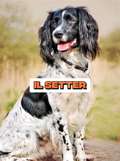 Nati come cani da ferma, selezionati per resistenza, velocità ed energia, i Setter hanno un metabolismo attivo e una struttura che richiede un’alimentazione mirata, non standard. Proprio per le loro caratteristiche, sono spesso predisposti a: • problemi articolari • disturbi intestinali • otiti ricorrenti • allergie cutanee 👉 Per questo la dieta fa la differenza. Un Setter ha bisogno di: ✔️ proteine di alta qualità ✔️ omega 3 per articolazioni e cute ✔️ un piano pensato per sostenere massa musc