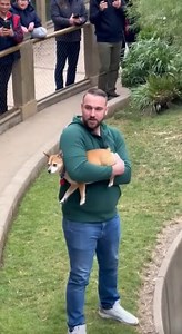 914K views · 7K reactions | Please don’t let go of your dog at the zoo — this gorilla was kinder than anyone expected 轢 | Middle Pets | Facebook