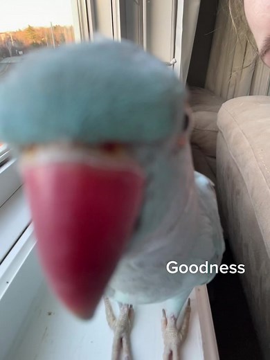 Muahhh, Thank you baby 🥺 #thebluechicken #talkingparrot #cutepets #indianringneck #canada #bird #thankyoubaby
