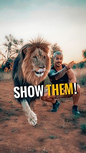 The ladies were so excited and straight away went into the bush to explore their new home!🦁 Later during the walk Dexter had to show them who’s the King👑 which was also very interesting to observe. Do you think Dexter is a harsh or gentle Leader?🤔 | Dean Schneider