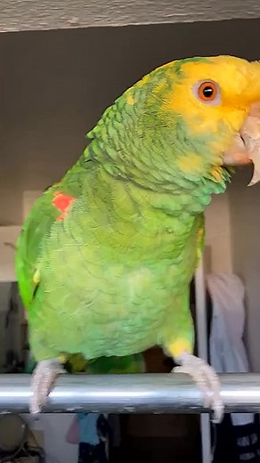 Pretty girl singing...🎶🦜 #parrot #bird #parrots #animals | Animals Parrot