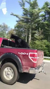11K views · 183 reactions | It's the first day of bear hunting season in Maine, and one stuffed bear in Wells came up with the perfect plan to flee the state! (Jenny Dutra) STORY: https://bit.ly/2obISKa | WGME CBS 13 News, Portland | Facebook