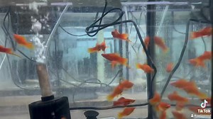 The Red Swordtail Fish, scientifically known as Xiphophorus hellerii, belongs to the Poeciliidae family. Originating from Central America, particularly Mexico, these freshwater fish are renowned for their vibrant red coloration and distinctive sword-like extension of the lower part of their tails in males. Swordtails are livebearers, meaning they give birth to live fry rather than laying eggs, contributing to their popularity in the aquarium hobby. | Pet Zone Tropical Fish, San Diego, California