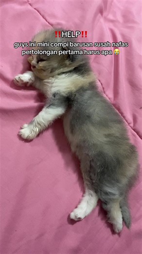 sekarang dia bobo dan aku biarin dengan posisi senyamannya, gimana ya mau bawa ke klinik mana tengah malam 😭 #sesaknafas #kittensesaknafas #kucing