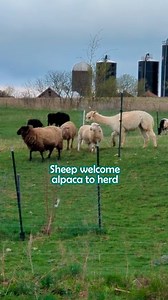 4.1K views · 166 reactions | Sheep accept alpaca as one of their own  #sheep #alpaca #cuddlebuddies | Cuddle Buddies | Facebook