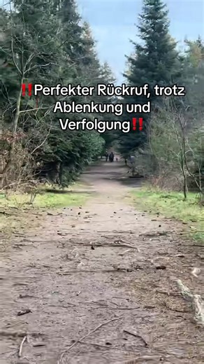 Hunde Training: Dobermann Rückruf-Übung