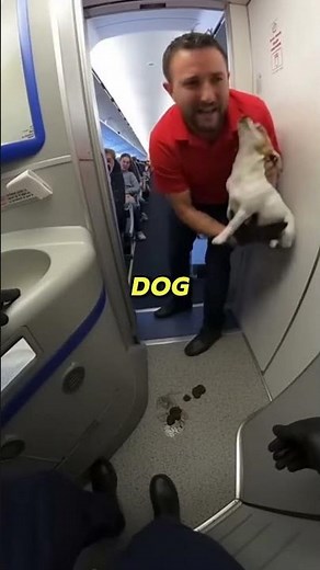 Dog CAUGHT Pooping in Plane Bathroom! Owner vs Attendant Fight