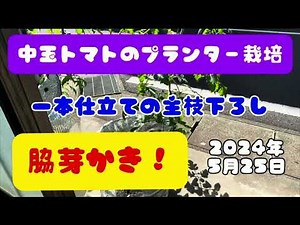 【2024年 中玉トマトのプランター栽培】 芽かき フルティカ 12月まで食べれます！ 一本仕立ての主枝下ろし栽培 サステナブルな家庭菜園