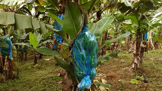 Breaking the plastic cycle in agriculture