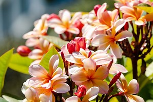 Plumeria Festival blooms this weekend in Balboa Park: what to know