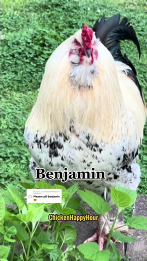 Funny Rooster Calling Benjamin and Other Names Compilation