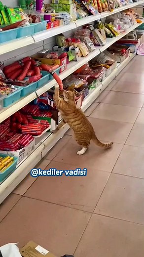 Markete gizli operasyon yapan ve şarküteride tadına bakılmadık ürün bırakmayan kedi güvenlik kamerasına yakalandı 😄😻❤️ #kedi #kedilervadisi #kedimaması #kediler #komikkedi #catfood | Kediler Vadisi