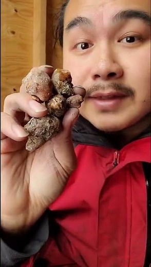 Making Natural Pine Resin Glue