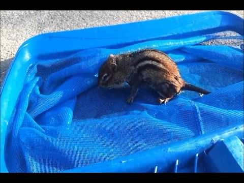 Saving a drowning chipmunk in my pool