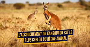 Top 9 des vidéos d'accouchements d'animaux un peu fascinantes