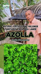 Azolla (Azolla filiculoides) Natural fertilizer ng halaman pang taboy pa sa mga lamok. Sa loob lamang ng halos dalawang araw ay lalago ito na patuloy mag reproduce para maging pataba sa ating mga halaman. #naturalwellnessnipastorvitto #health #healthtips #fyp #healthylifestyle #naturalremedy #herbal #plant #alonavitto #azolla Azolla picture: https://www.facebook.com/share/p/uAS61dNiCYxP1uUR/?mibextid=oFDknk | Natural Wellness ni Pastor Vitto