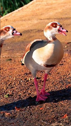 Egyptian Geese Talking 1 SFX 🦆🔊