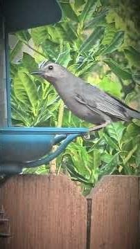 Gray Catbird Backyard Feeder Visit 🪶❤️
