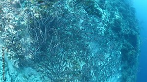 convict blenny digging the sand to maka a place underwater fish school together