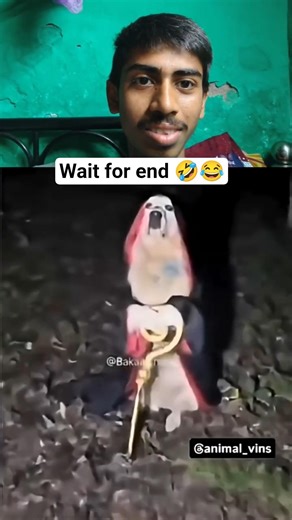 funniest dog 🤣#memereaction#funnyreaction#viral#shorts#youtubeshorts#trending#funny#memes