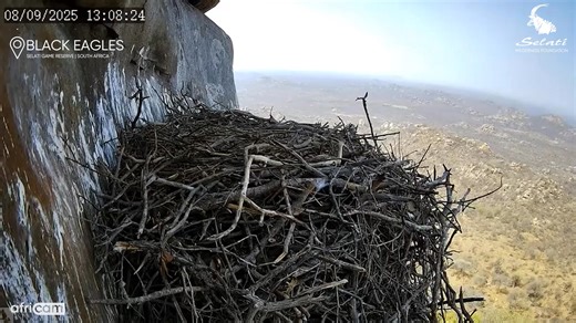 4.6K views · 160 reactions | Exciting milestone alert! Yesterday, we were lucky enough to witness a magical moment in the wild - our Verreaux's eaglet took to the skies for the very first time, soaring alongside its parents! Here’s to many more adventures in the air for this young raptor!  #BlackEagle #MilestoneMoment #WildlifeWonder #SoaringHigh | Africam | Facebook