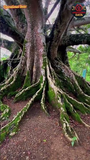 Banyan Tree: India’s Eternal Icon & Nature’s Wonder