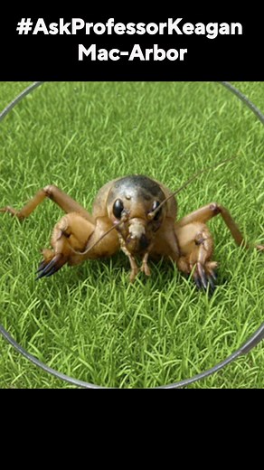 4 comments |  BUG HUNT CHALLENGE  Can you spot the mole cricket...