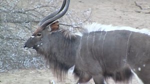 Last Episode Buck & Max visited the Eastern Cape region of South Africa where Max took his 1st Nyala🇿🇦 VISIT BUCK ON: YOUTUBE - https://www.youtube.com/user/BuckMcNeely INSTAGRAM - instagram.com/buckmcneely/ TWITTER - twitter.com/buckmcneely1?lang=en VIMEO - https://vimeo.com/user24811014 BUCKMCNEELY.COM #africa #southafrica #hunting #travel #adventure #nyala #fishing | The Outdoorsman with Max McNeely