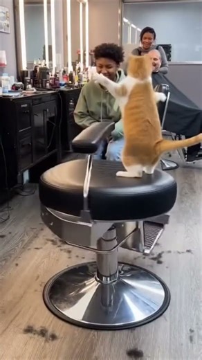 Cat’s Spinning Dance in Barber Chair Leaves Everyone Laughing!