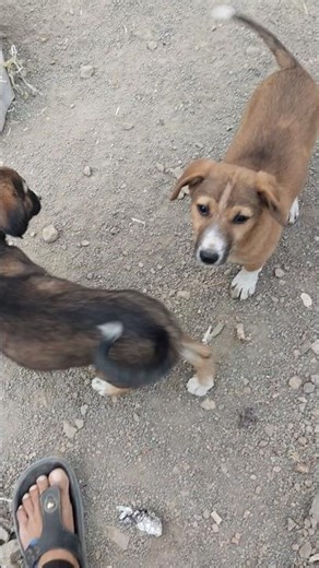 beutiful puppy enjoy #dog #balck #cute #puppy