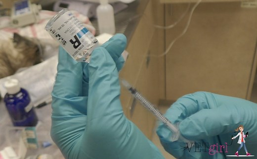 How to treat the hyperkalemic feline urethral obstruction | VETgirl Veterinary Continuing Education Blog