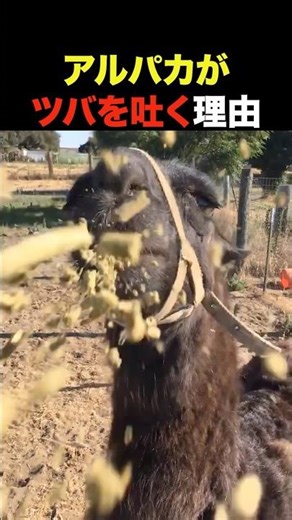 Why alpacas spit