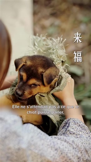 Chien Protecteur: La Fille et le Chiot Partie 2