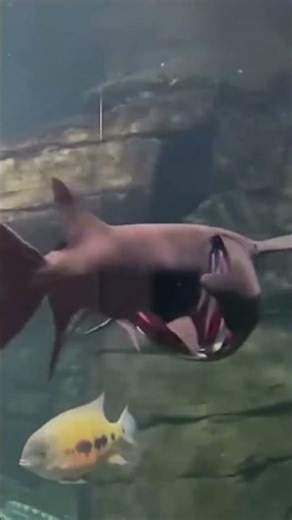 "Getting to Know Ancient Fish" - Polyodon #ancientfish #animals