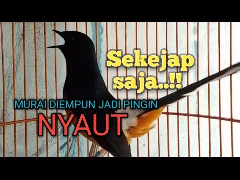 PANCINGAN MURAI BATU biar Emosi lawan jadi NYAUT BUNYI GACOR BONGKAR ISIAN