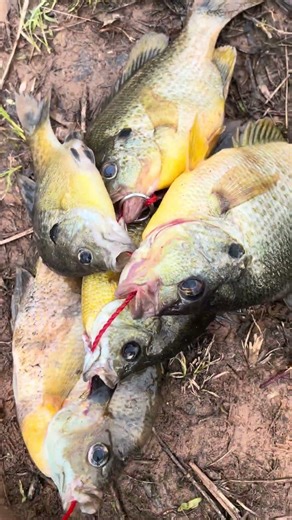 Shellcracker fishing in Georgia like and subscribe #explorepage #fishing #explore #shorts